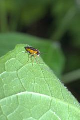 Fototapeta premium 小さい虫