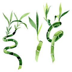 Green Draceana Sanderiana. Watercolor background set. Isolated lucky bamoo illustration element.