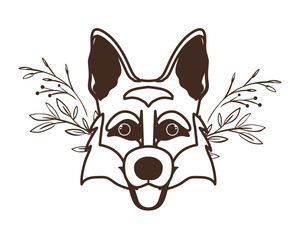 head of cute pastor aleman dog on white background