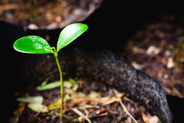 Citrus seedlings in a nursery bag