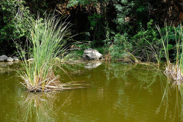 A combination of water tree,and rocks beside the water