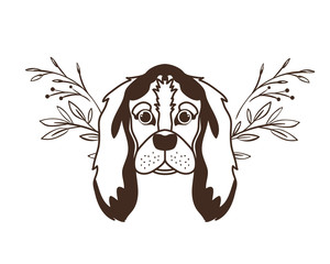 head of cute cocker spaniel ingles dog on white