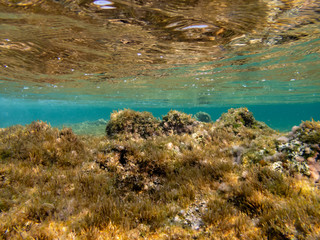 Dead Sea Coral Hosting other forms of Life