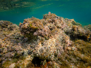 Fototapeta na wymiar Dead Sea Coral Hosting other forms of Life