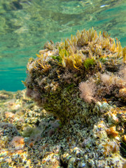 Plakat Dead Sea Coral Hosting other forms of Life