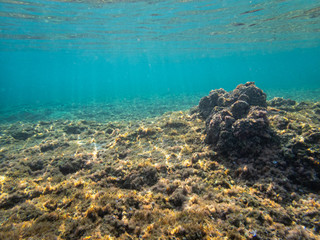 Dead Sea Coral