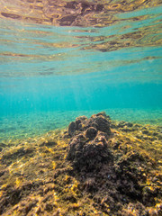 Naklejka na ściany i meble Dead Sea Coral