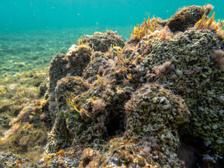 Naklejka na ściany i meble Dead Sea Coral