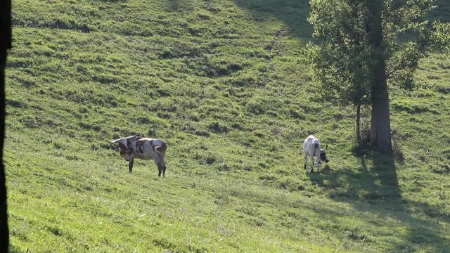 cows in field
