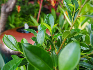 Leaves in the garden