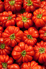 Variety of red Italian Costoluto tomatoes
