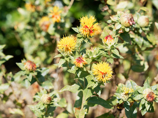 Carthamus tinctorius -  Fleurs de Carthame des teinturiers ou Safran des teinturiers à floraison globulaire teintée de jaune orange et rouge en période estivale