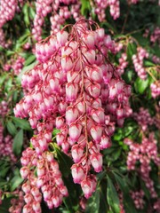 closeup pink "pieris japonica" in bloom in spring