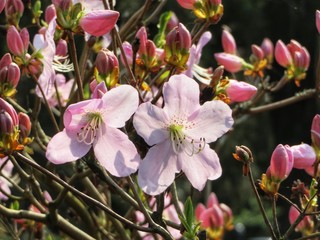 Fototapeta na wymiar closeup of pale pink alpin rose