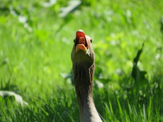 portrait of a chattering goose
