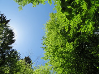 Fototapeta premium green trees and blue sky in spring
