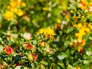 Carthamus tinctorius -  Fleur de Carthame des teinturiers ou Safran des teinturiers à floraison globulaire teintée de jaune orange et rouge en période estivale