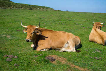 Portrait of a brown cow relaxing on a green meadow in Covadonga Lakes, Asturias, Spain