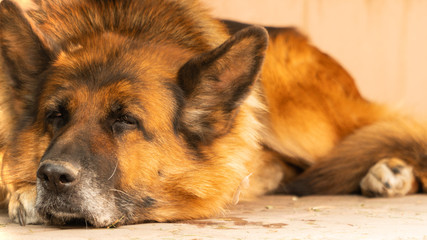 German shepherd lies on the floor