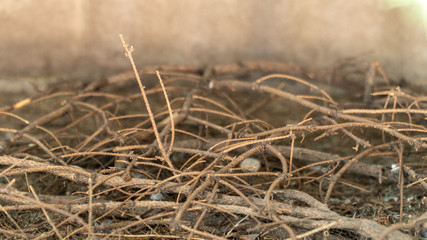 branches from the tree lie on the ground