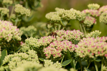 Bee on beautiful decorative garden plant. Sedum (Sedum spectabile) at autumn sunny day. Flower card background with pink sedum and sun rays or floral wallpaper