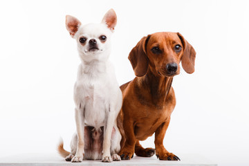 White chihuahua and brown dachshund on a white background.