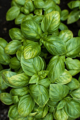 fresh basil leaves. Basil plant with green leaves. Copy space.