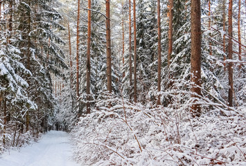 Snowy winter forest on a sunny day. Snow-white road with a ski track. Snow covered trees and bushes
