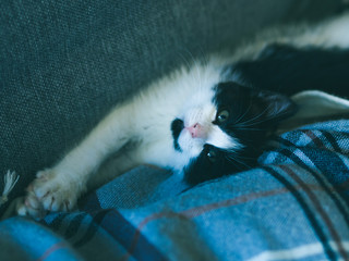 Cute kitten having rest on sofa