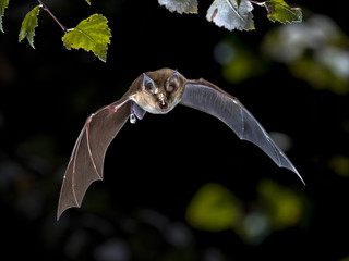 Flying Greater horseshoe bat in forest - obrazy, fototapety, plakaty