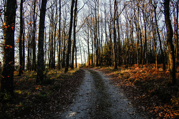 road wood autumn