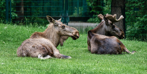 European Moose, Alces alces, also known as the elk