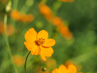 Close up of Orange cosmos flower