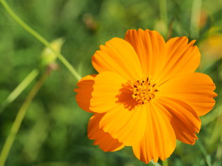 Close up of Orange cosmos flower