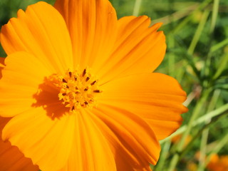 Close up of Orange cosmos flower