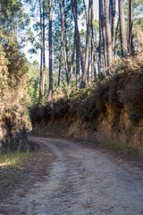 Ancient road in the forest on Camino de Santiago. Path in wood. Footpath in deep forest. Landscape of Way of Saint James, Spain. Travel and pilgrimage concept. 