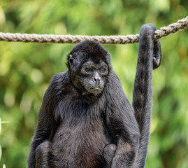 The black-headed spider monkey, Ateles fusciceps is a species of spider monkey
