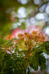 pink flower of rain tree, east indian walnut, monkey pod