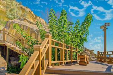 Растущее в камнях