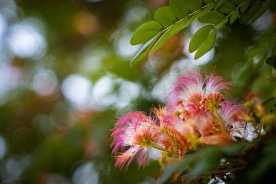 pink flower of rain tree, east indian walnut, monkey pod