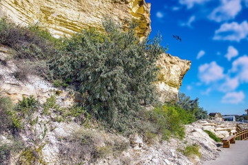 Растущие на камне