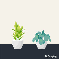 Collection of decorative houseplants isolated