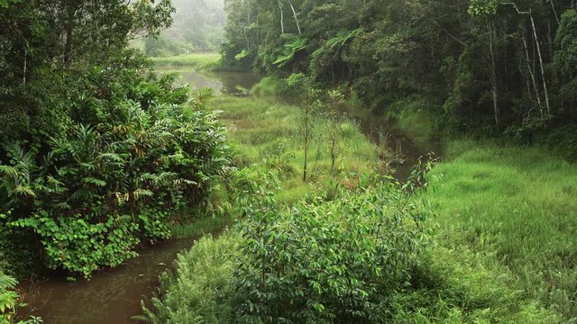 Morning in Madagascar African jungle dense green forest with slow river flowing