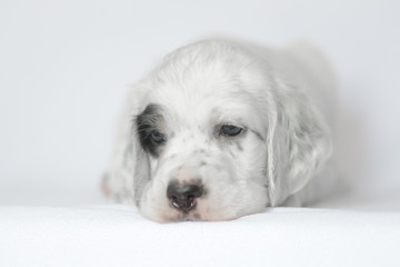 Puppy of the English setter. On a white background.