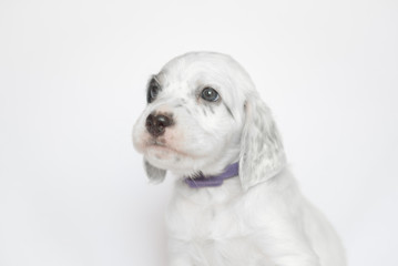 Puppy of the English setter. On a white background.