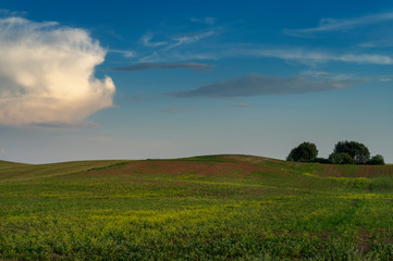 Obraz premium Green pasture with rolling hills at sunset