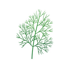 Realistic fresh dill leaf herb. Isolated flat vector element for advertising placard or banner. Vector illustration on white isolated background