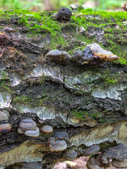 Moss and birch polypore on the trunk of an old birch