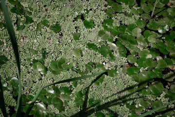 Duckweed and other algae on the lake. The entire surface of the photo is filled. Horizontal...