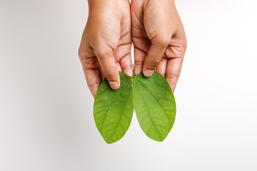 Happy Dussehra greeting card , green leaf on Hand